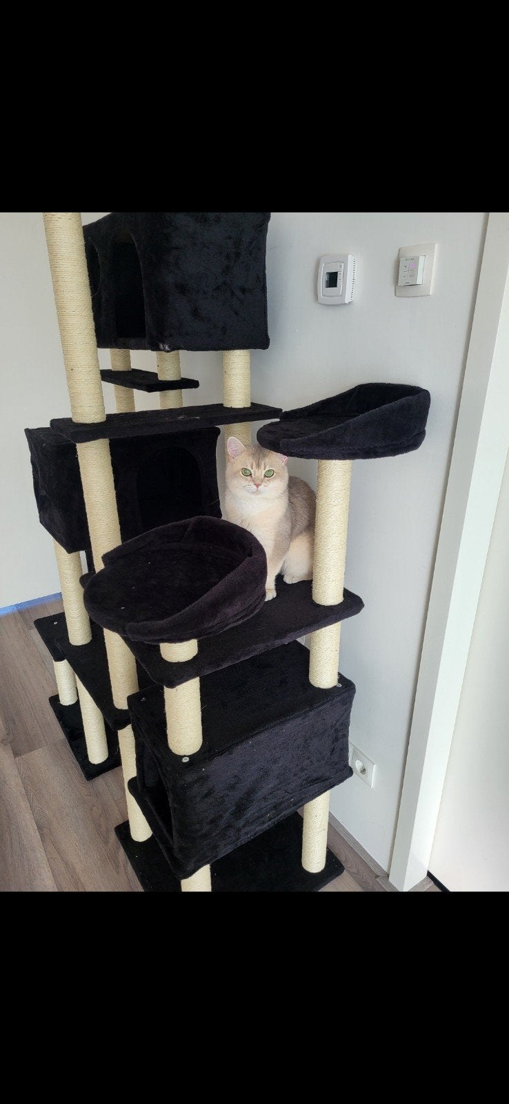 “Britse Korthaar Dekkater Blue Golden Shaded NY11 – Stitch, Dieren en Toebehoren, Kater, Ontwormd