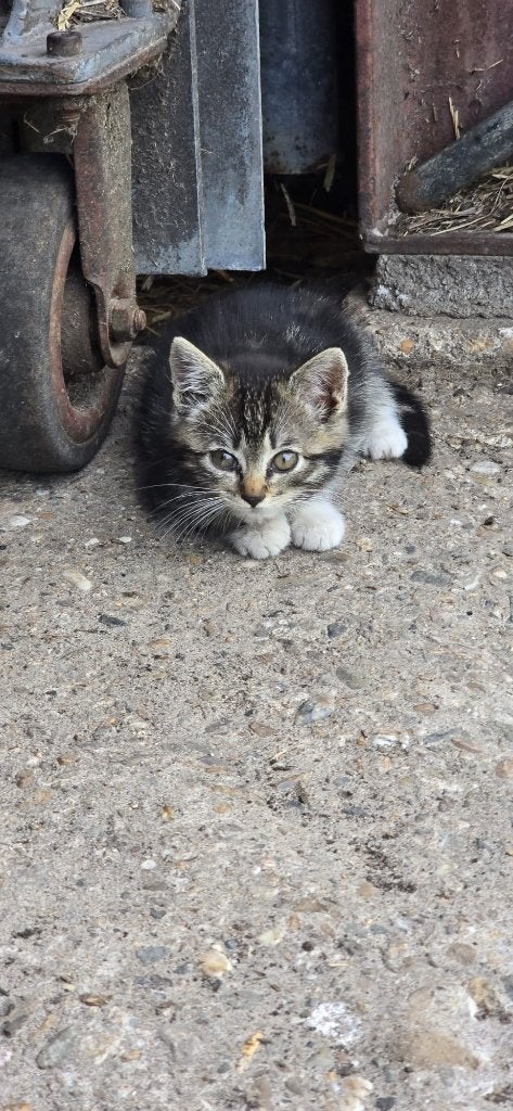 Goed thuis gezocht voor mooie lieve tijgerkitten, Dieren en Toebehoren, Kater, Kortharig, 0 tot 2 jaar