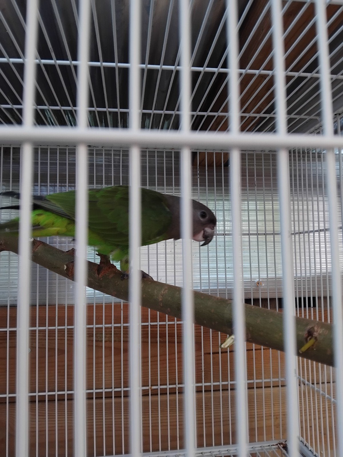 poicephalus cryptoxantus papegaai teab, Dieren en Toebehoren, Mannelijk, Papegaai, Tam