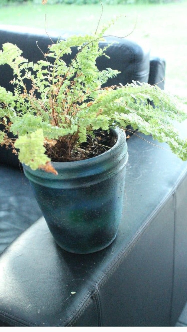 Stenen pot met varen, Ophalen, Overige soorten, Halfschaduw, In pot