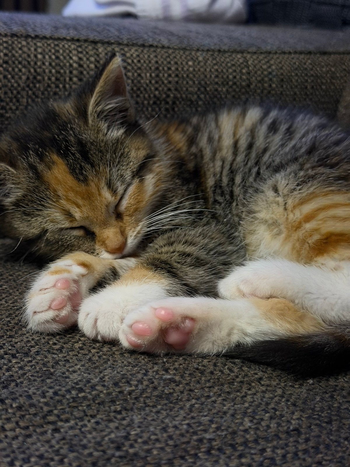 Kitten, Dieren en Toebehoren, Meerdere dieren, Kortharig, 0 tot 2 jaar