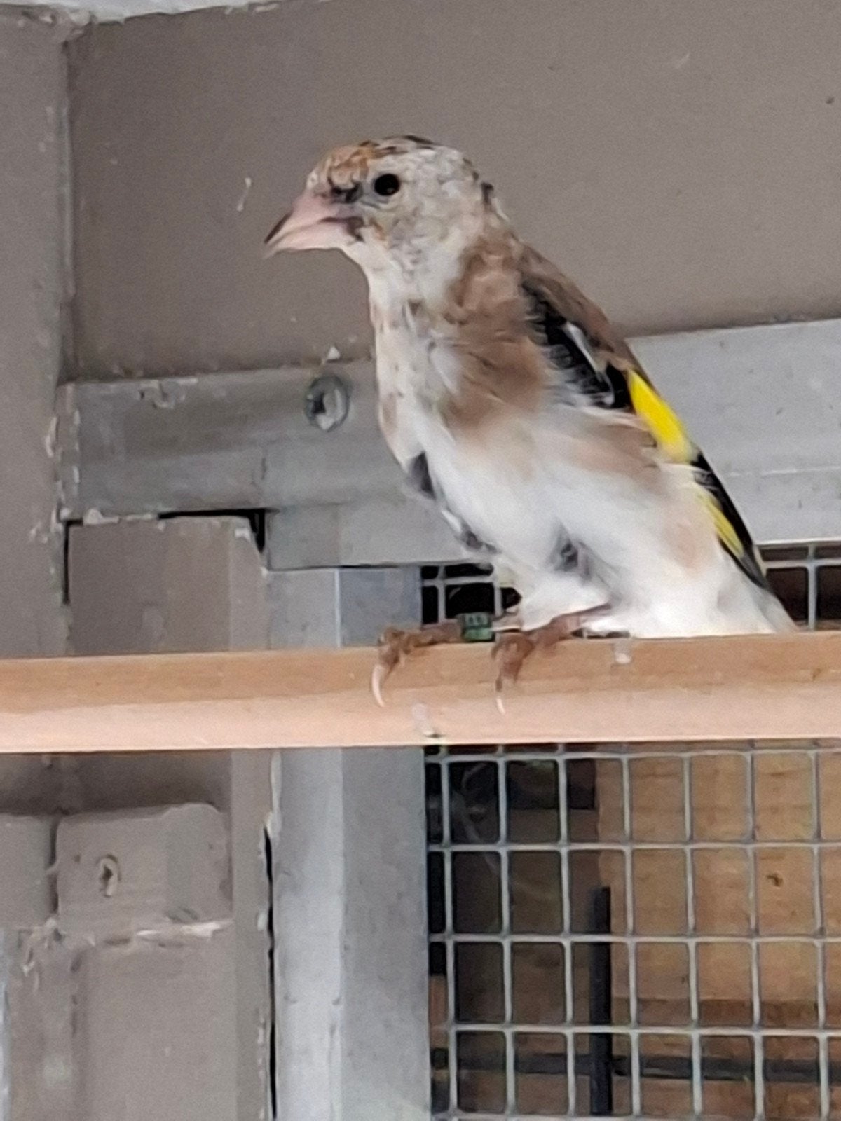 pop en man putter, Dieren en Toebehoren, Meerdere dieren, Wildzangvogel, Geringd