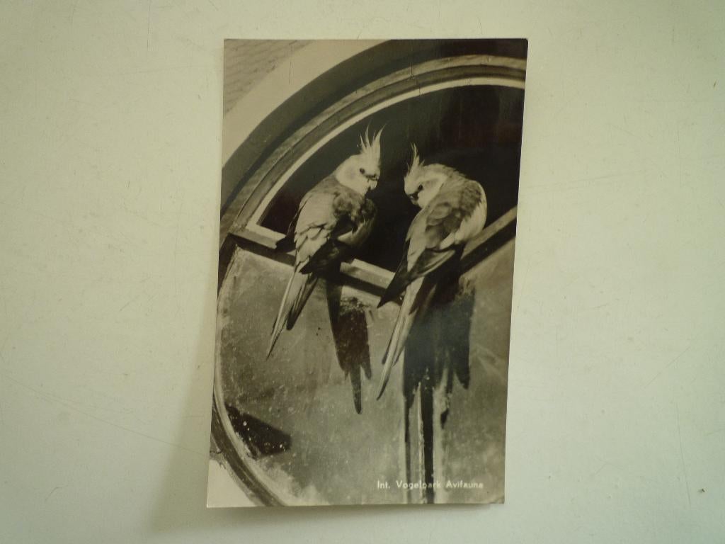 Vogelpark Avifauna Alphen aan de Rijn valkparkieten vogels, Ophalen of Verzenden, Voor 1920, Zuid-Holland