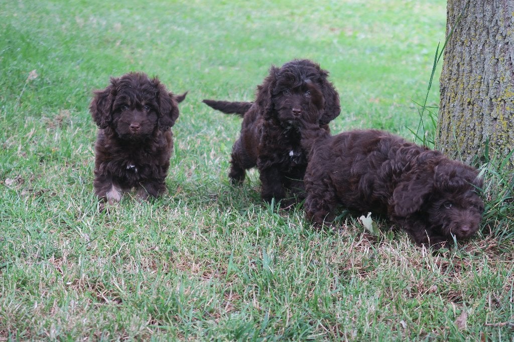 Prachtige Choco bruine Cockapoo pups, Poedel, Parvo, Nederland, 8 tot 15 weken