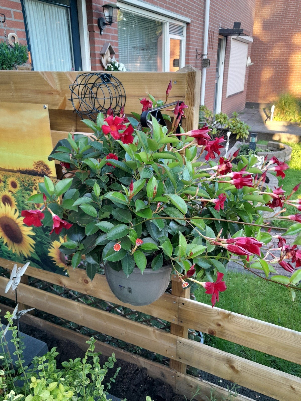 sundaville hangplant, Ophalen of Verzenden, Overige soorten, Volle zon