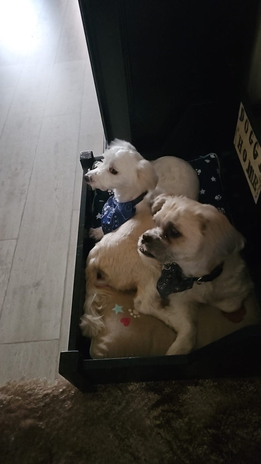 2 vriendjes zijn op zoek naar een nieuw gouden mandje, Dieren en Toebehoren, Honden | Niet-rashonden, 6 jaar of ouder, Reu, CDV (hondenziekte)