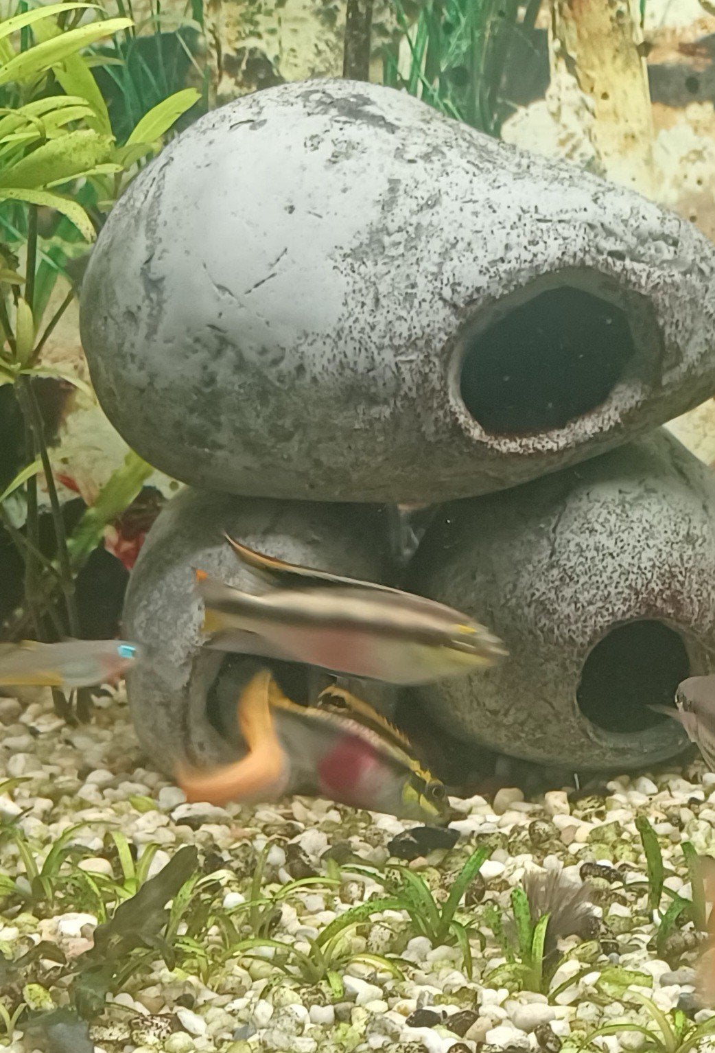 kersenbuik vissen bewezen koppel, Dieren en Toebehoren, Vissen | Aquariumvissen