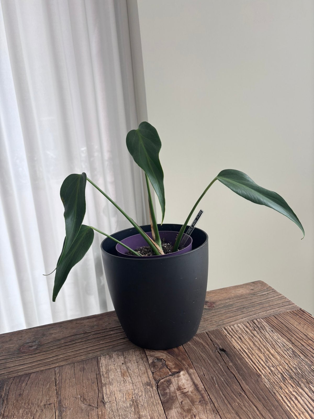 Monstera Burle Marx Flame, Ophalen of Verzenden, Halfschaduw, Minder dan 100 cm