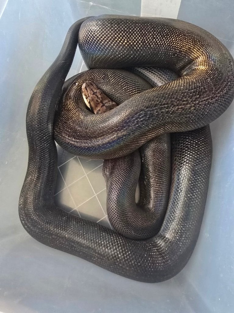 python retic wildkleur, Slang, 3 tot 6 jaar