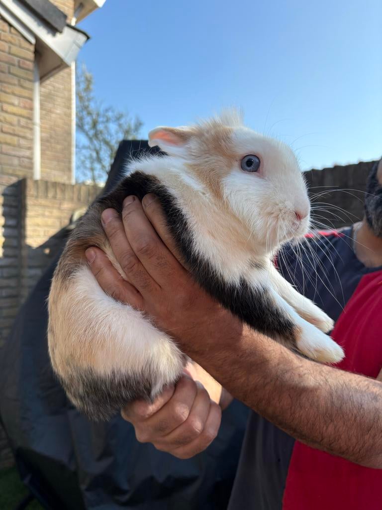 Konijn mannetje, Dieren en Toebehoren, Konijnen, Mannelijk, Dwerg