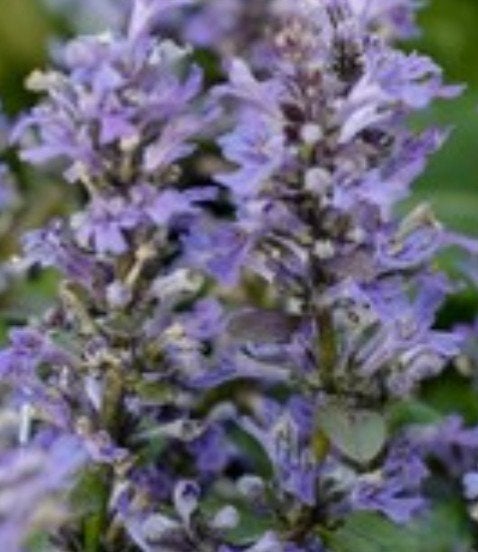 Ajuga reptans 'Valfredda' (Zenegroen) P9 - Bodembedekker, Bodembedekkers, Vaste plant, Ophalen of Verzenden, Halfschaduw