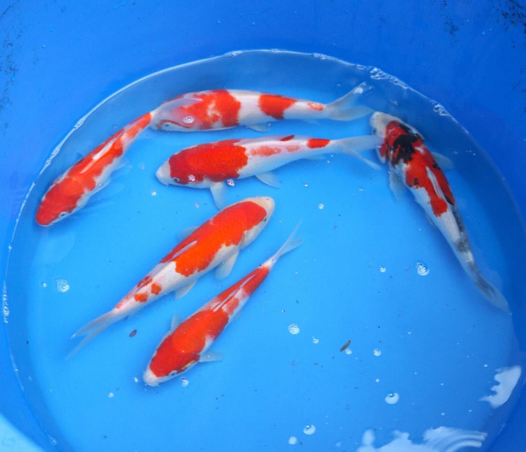 gosanke koi, Karper of Koi