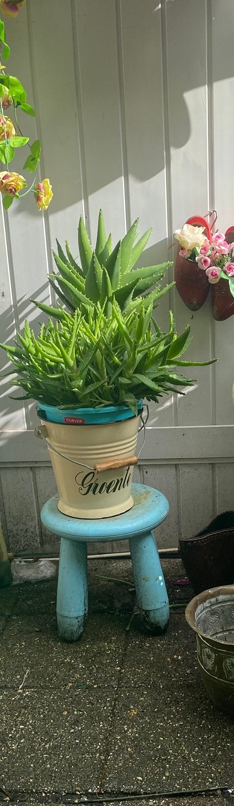 Blikvanger grote aloë vera plant in emmer  50cm, Volle zon, Vaste plant, Zomer, Ophalen