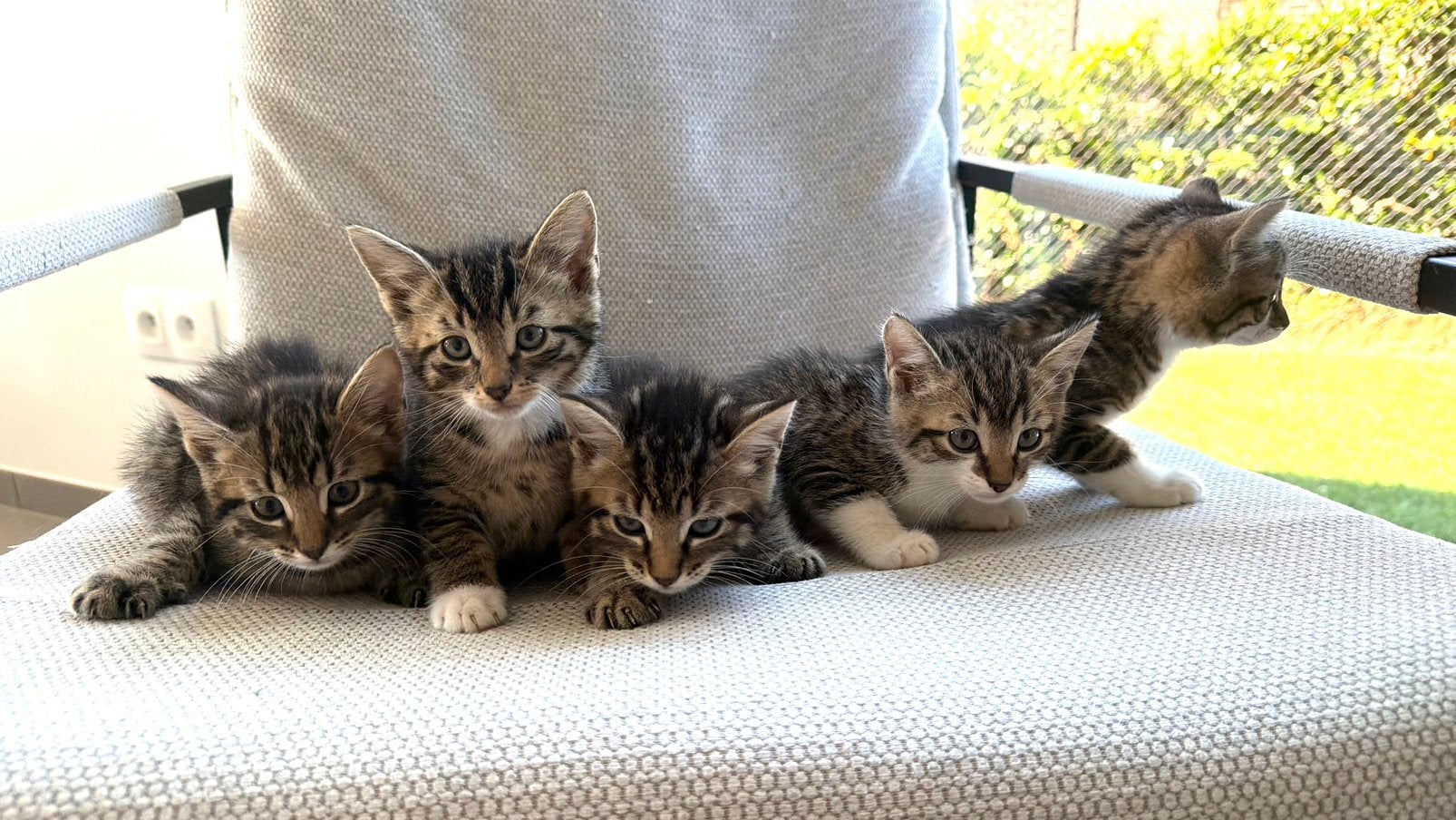 KITTENS TE KOOP, Meerdere dieren