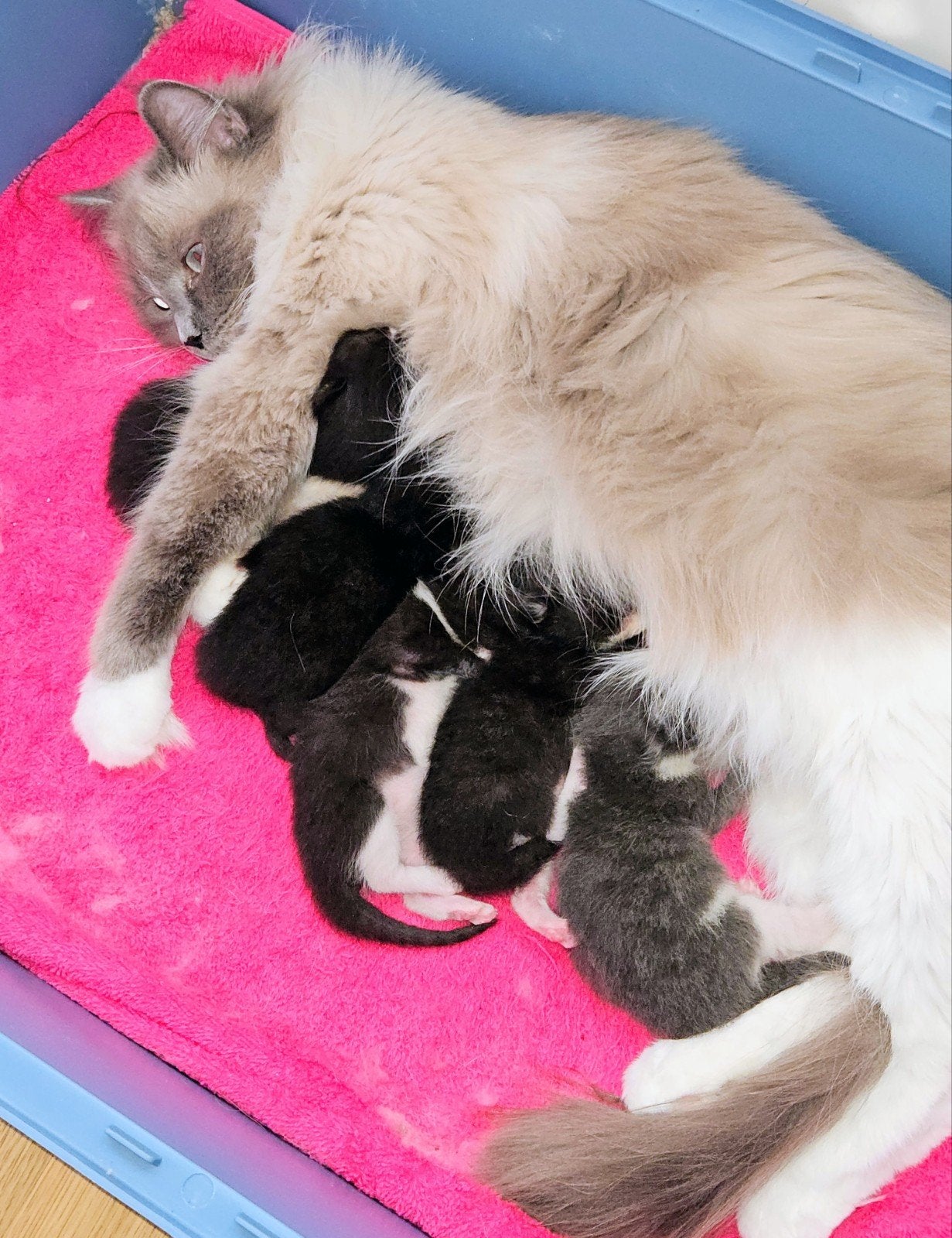 ragdoll kittens, Meerdere dieren, Ontwormd, 0 tot 2 jaar