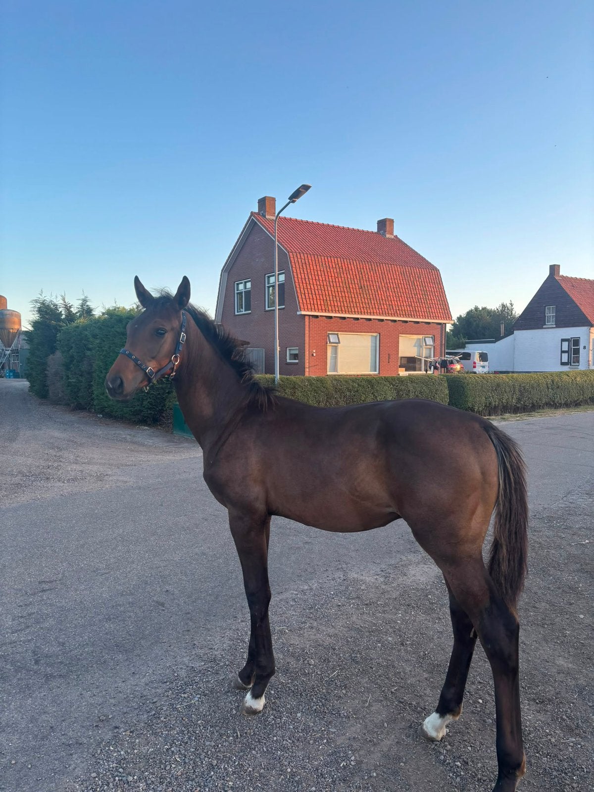 Knap hengstveulen, Dieren en Toebehoren, Met stamboom, Niet van toepassing, Dressuurpaard, 0 tot 2 jaar