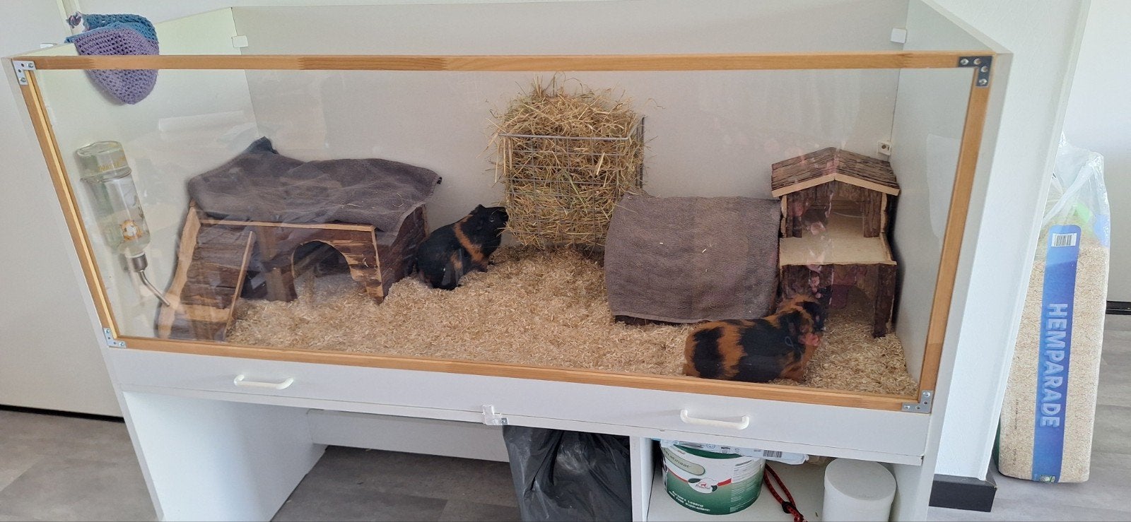 2 cavia meiden/zusjes van rond de 2,5 jaar, Oktober, Vrouwelijk, Cavia