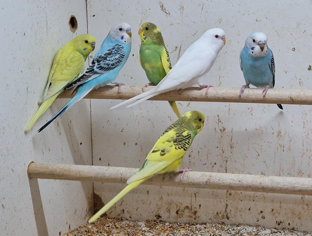 7 jonge grasparkieten, Meerdere dieren, Parkiet