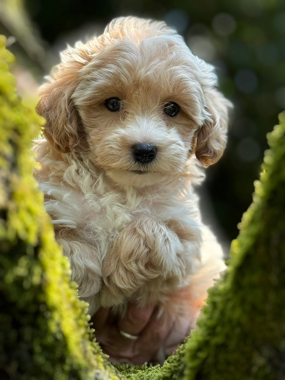 Maltezer met Dwergpoedel ( Maltipoo ) meerdere kleuren, Poedel, Parvo, Nederland, 8 tot 15 weken