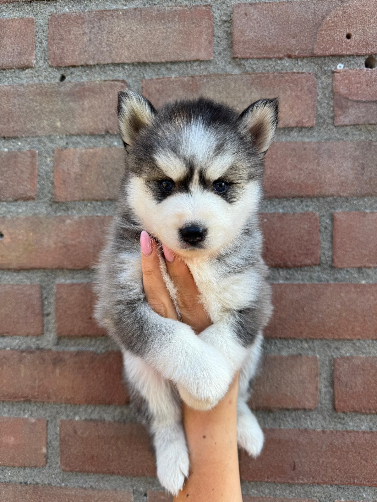Lieve, schattige Pomsky pups mogen verhuizen, Dieren en Toebehoren, Honden | Chihuahua's en Gezelschapshonden, Overige rassen