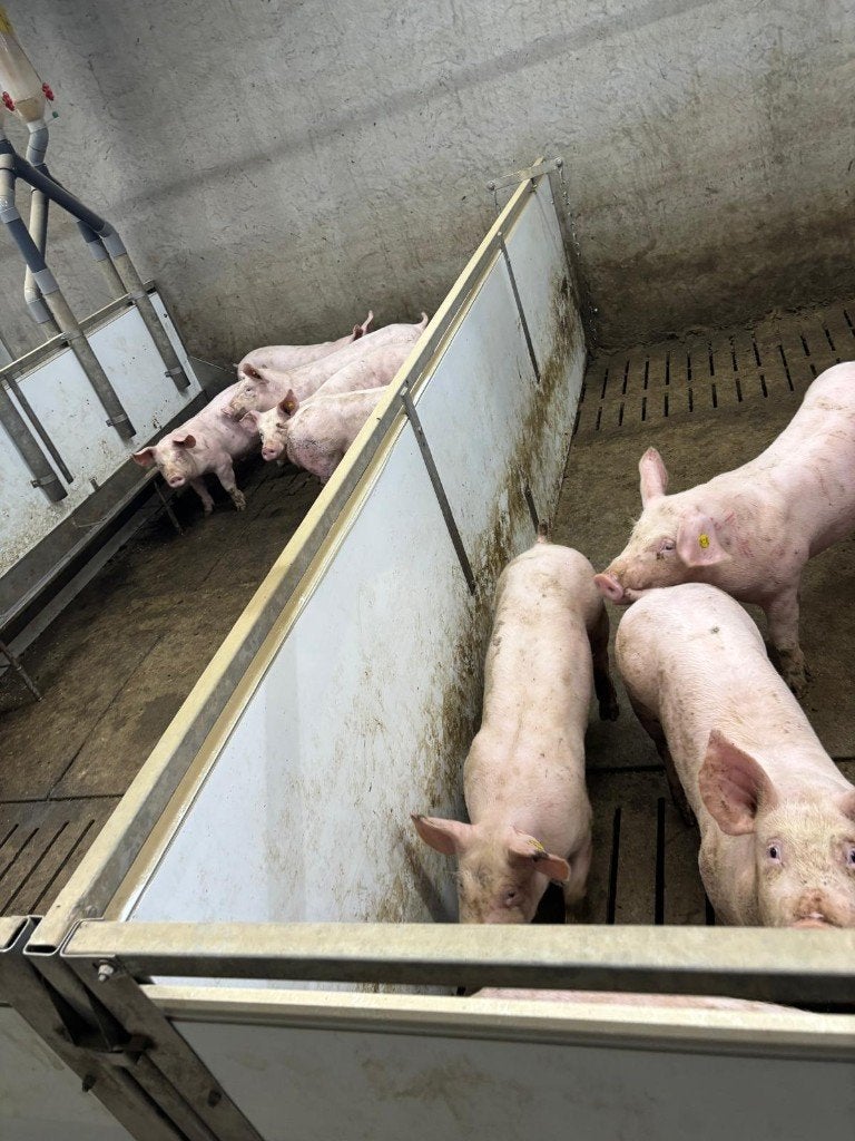 Hokinrichting voor opfok gelten [485], Dieren en Toebehoren, Stalling en Weidegang, Boekhorst Trading, Tim@boekhorsttrading.com