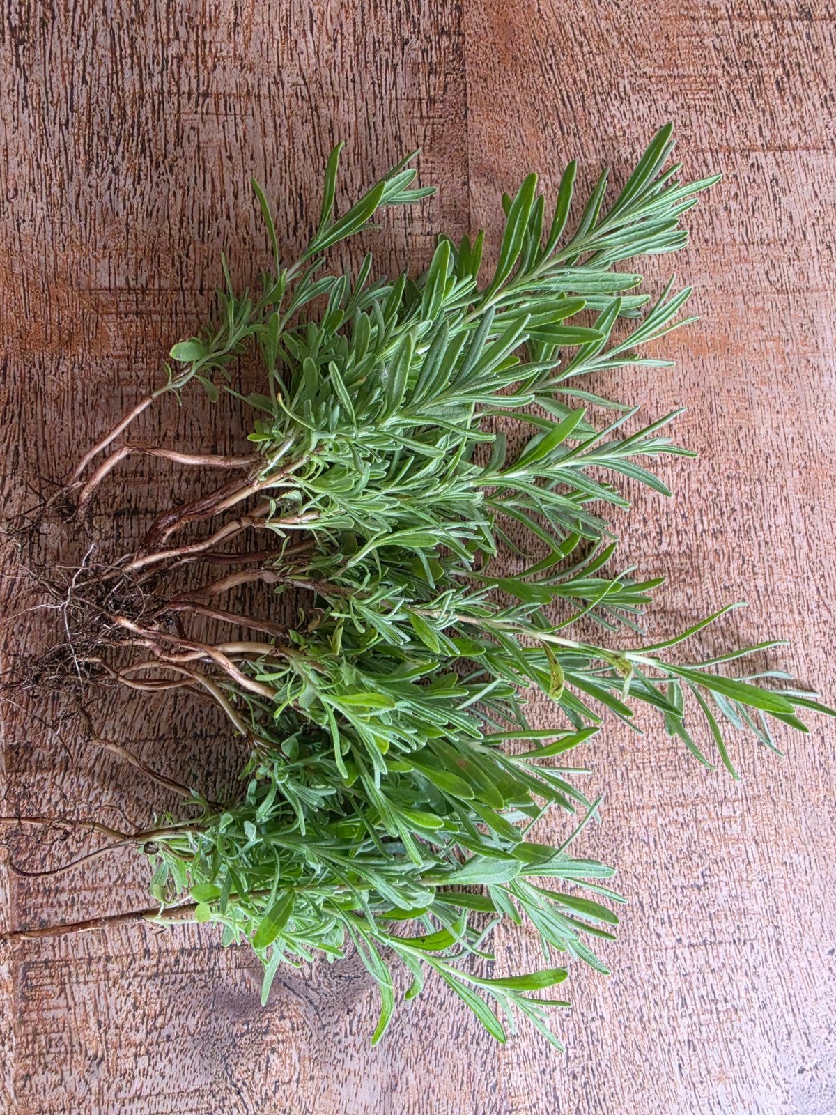 Lavendel stekjes 25 stuks 3.50, Ophalen, Overige soorten, Volle zon