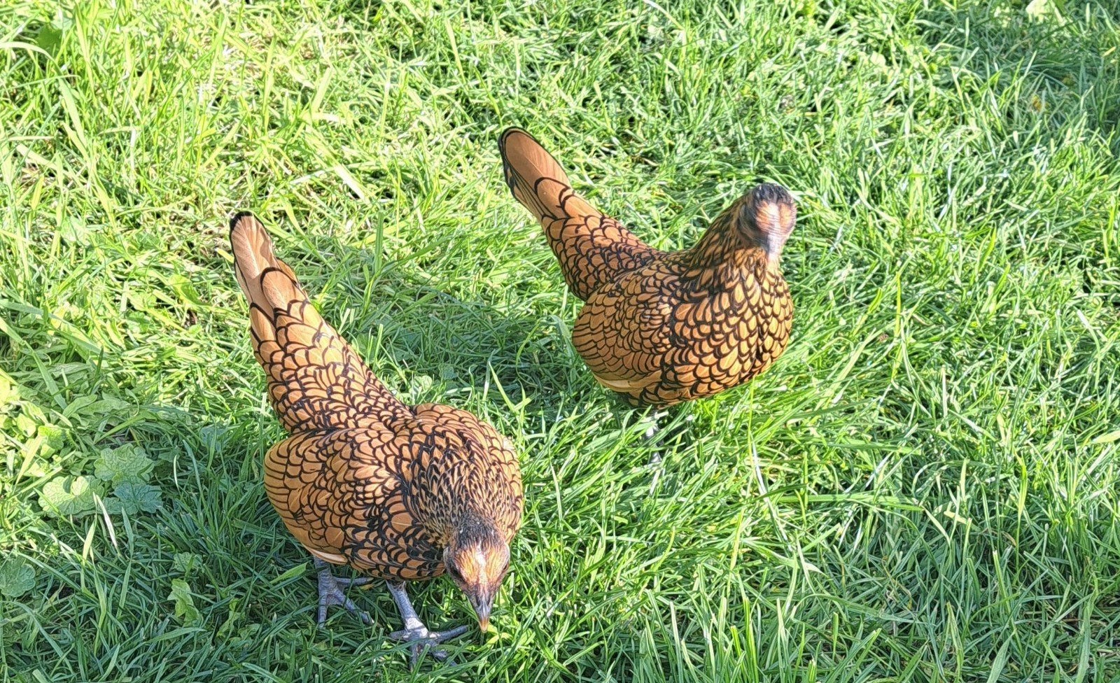 Twee sebright hennen, Dieren en Toebehoren, Vrouwelijk, Kip
