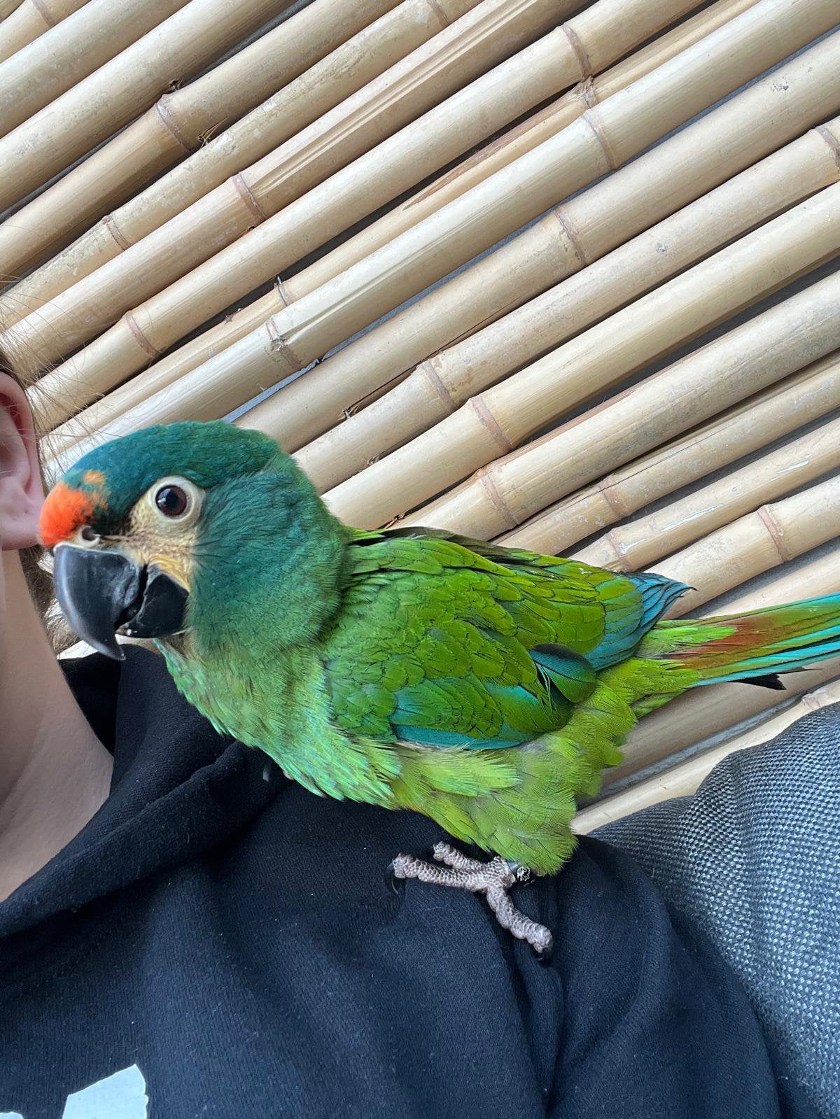 Ara Maracana zoekt nieuw thuis, Dieren en Toebehoren, Vogels | Parkieten en Papegaaien, Mannelijk, Papegaai, Geringd