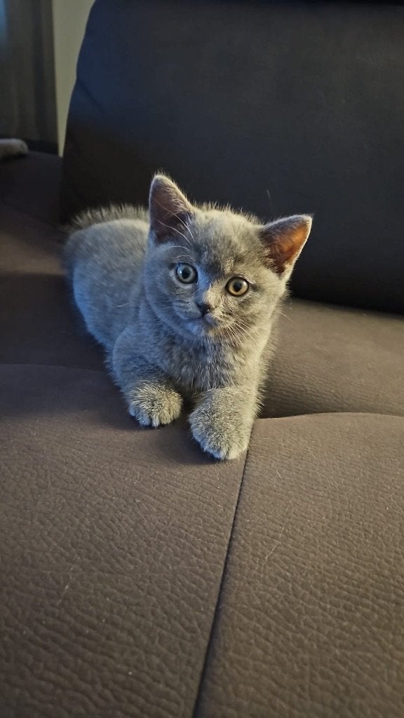 Britse kort haar kitten ras zuiver, Poes, Ontwormd, 0 tot 2 jaar