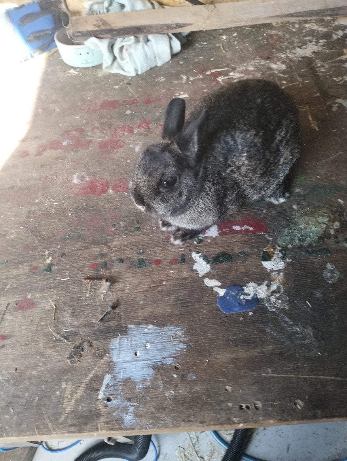 koppel dwergkonijnen, Dieren en Toebehoren, Meerdere dieren