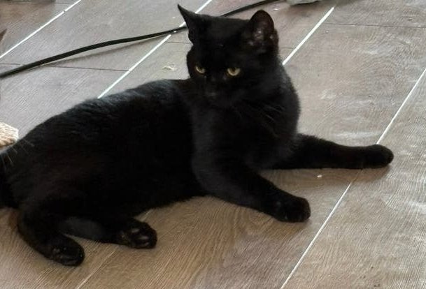 2 zwarte kittens gratis af te halen, Ophalen of Verzenden