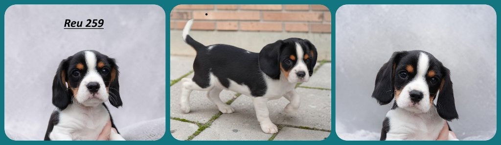 Cavalier King Charles Spaniel ( outcross), Dieren en Toebehoren, Parvo, Nederland, 8 tot 15 weken, Meerdere