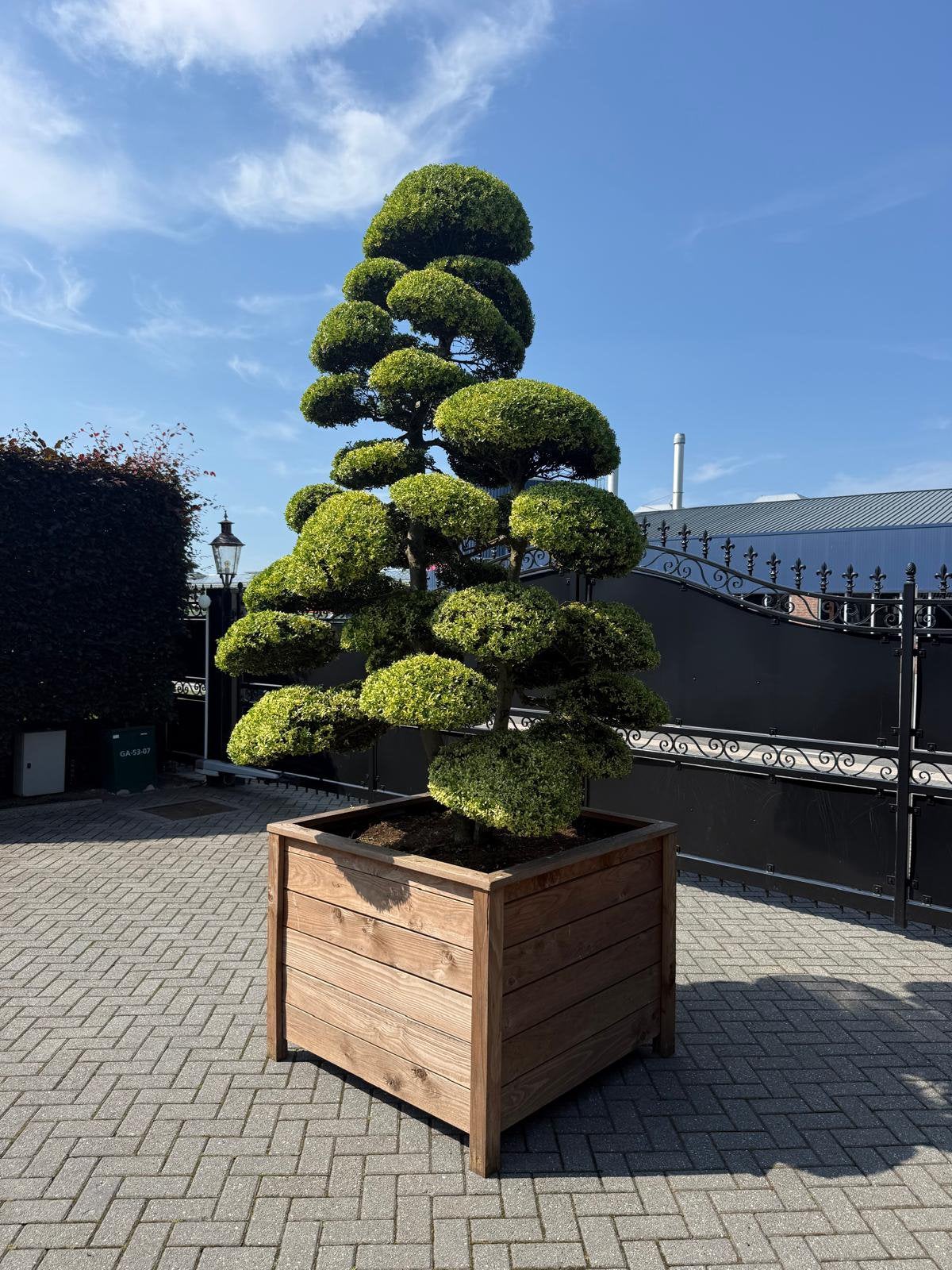 Ilex Crenata kinme Japanse tuinbonsai XXL, Bloeit niet, Halfschaduw, Overige soorten, 250 tot 400 cm