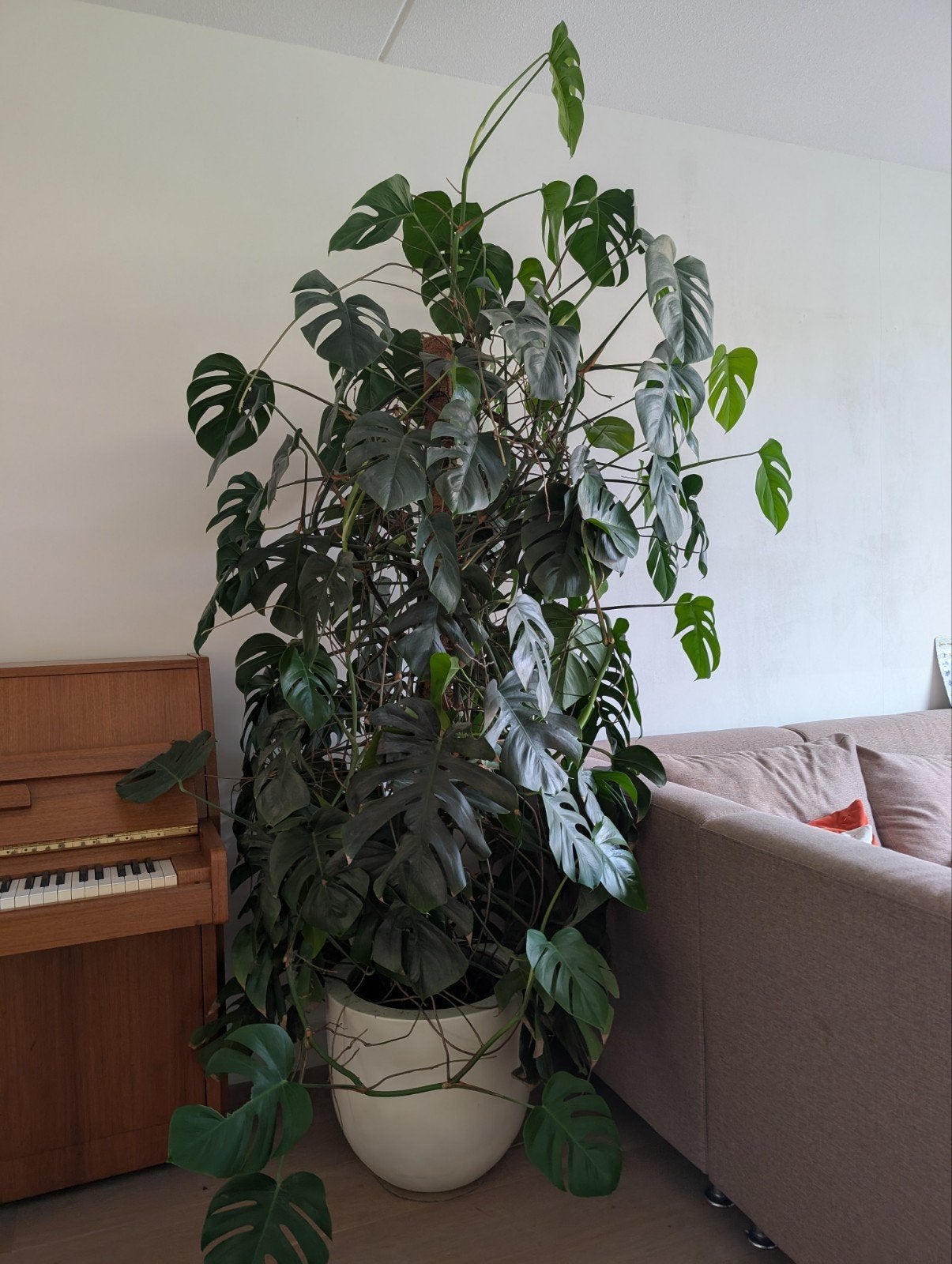 Monstera kamerplant 250 cm, Ophalen, Halfschaduw, Minder dan 100 cm