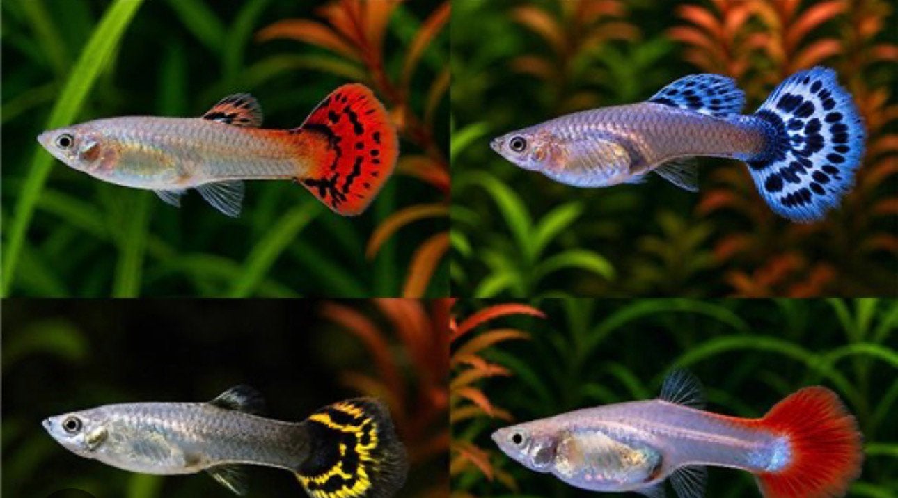 Mooie jonge guppy’s te koop – verschillende kleuren!, Vis