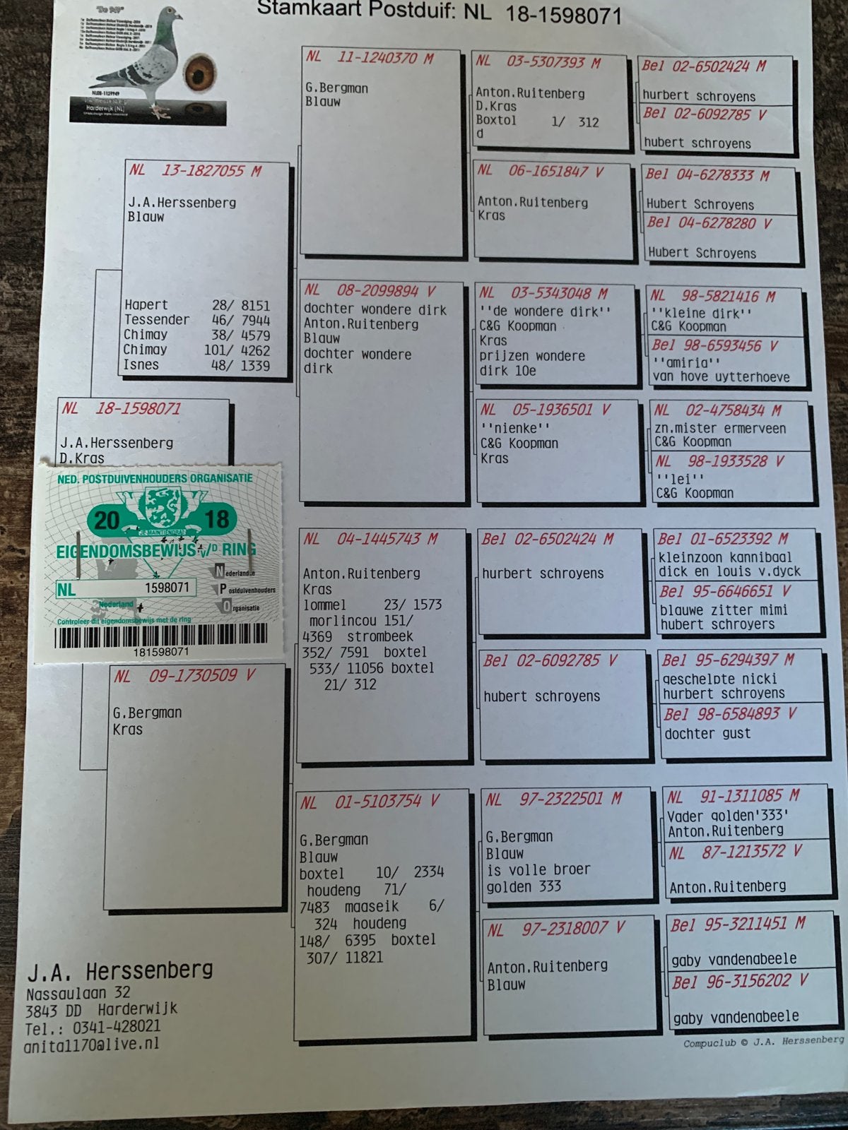 Kweek doffer vitesse midfond postduif, Dieren en Toebehoren, Mannelijk, Postduif