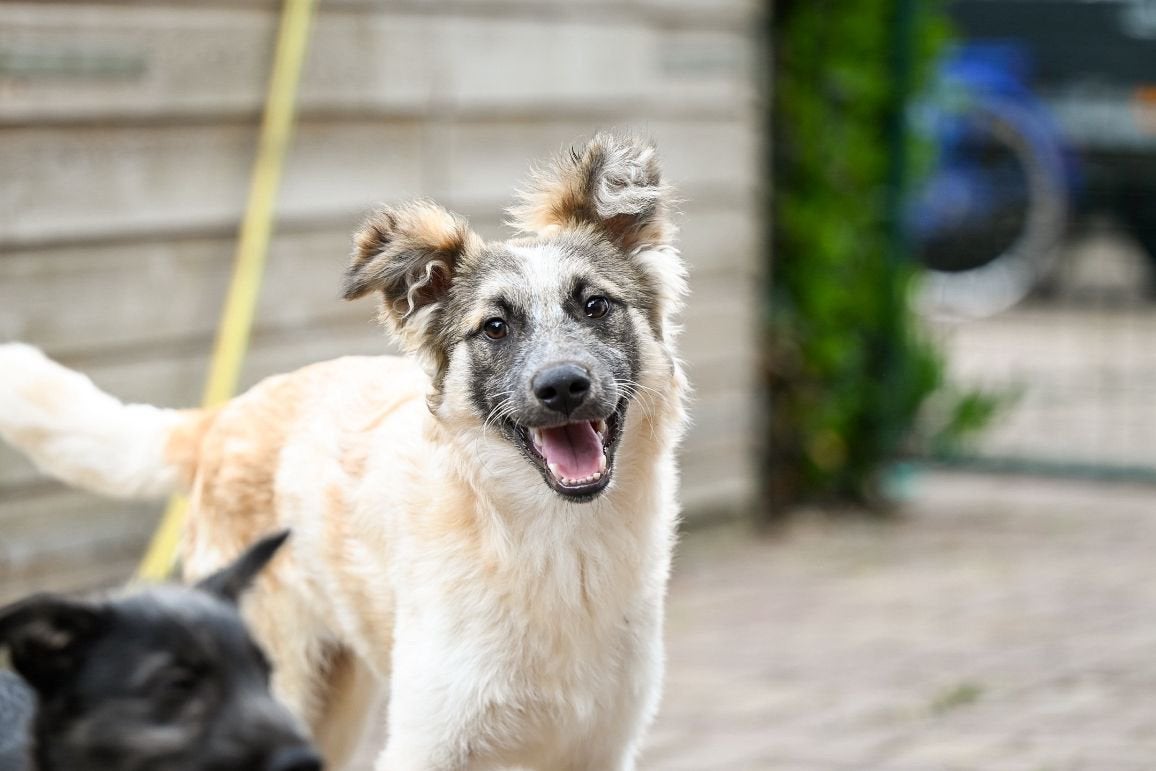 Kayce reutje 7 maanden, Dieren en Toebehoren, Honden | Niet-rashonden, Particulier, 15 weken tot 1 jaar, Reu, Buitenland