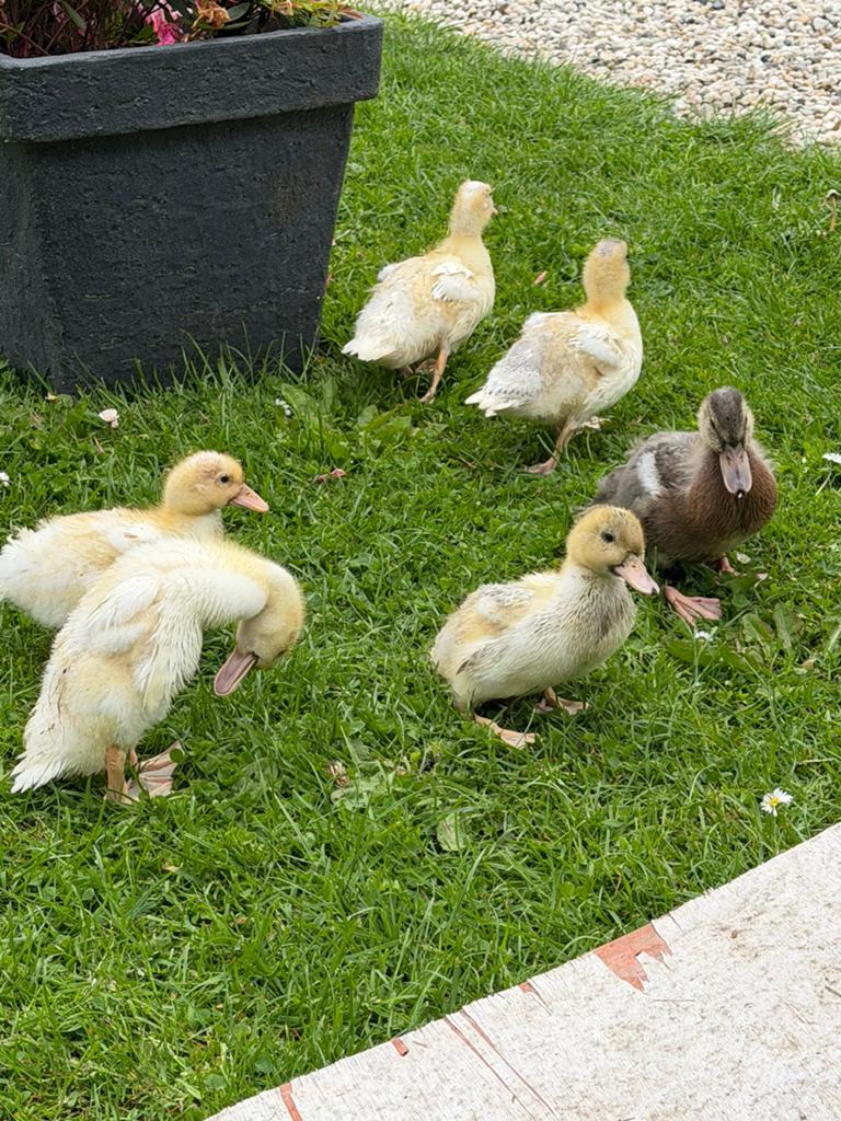 5 oud Hollandse kwaker pulletjes, Dieren en Toebehoren, Pluimvee, Geslacht onbekend, Eend