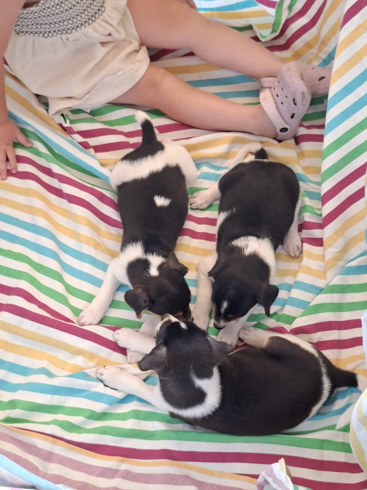 Te koop boerenfox puppy. Nog 1 REUTJE, Parvo, 8 tot 15 weken, Meerdere, Meerdere dieren