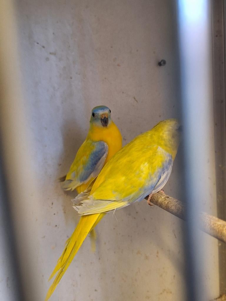 Turqusine parkieten, Meerdere dieren, Parkiet, Geringd