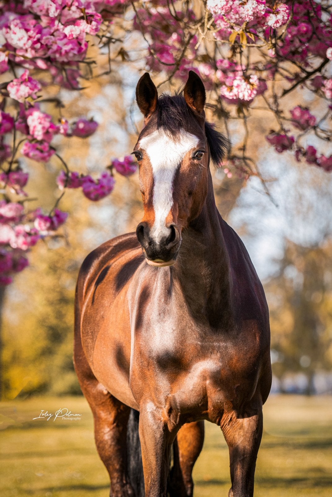 Lieve merrie te koop., Merrie, B, Dressuurpaard, 11 jaar of ouder