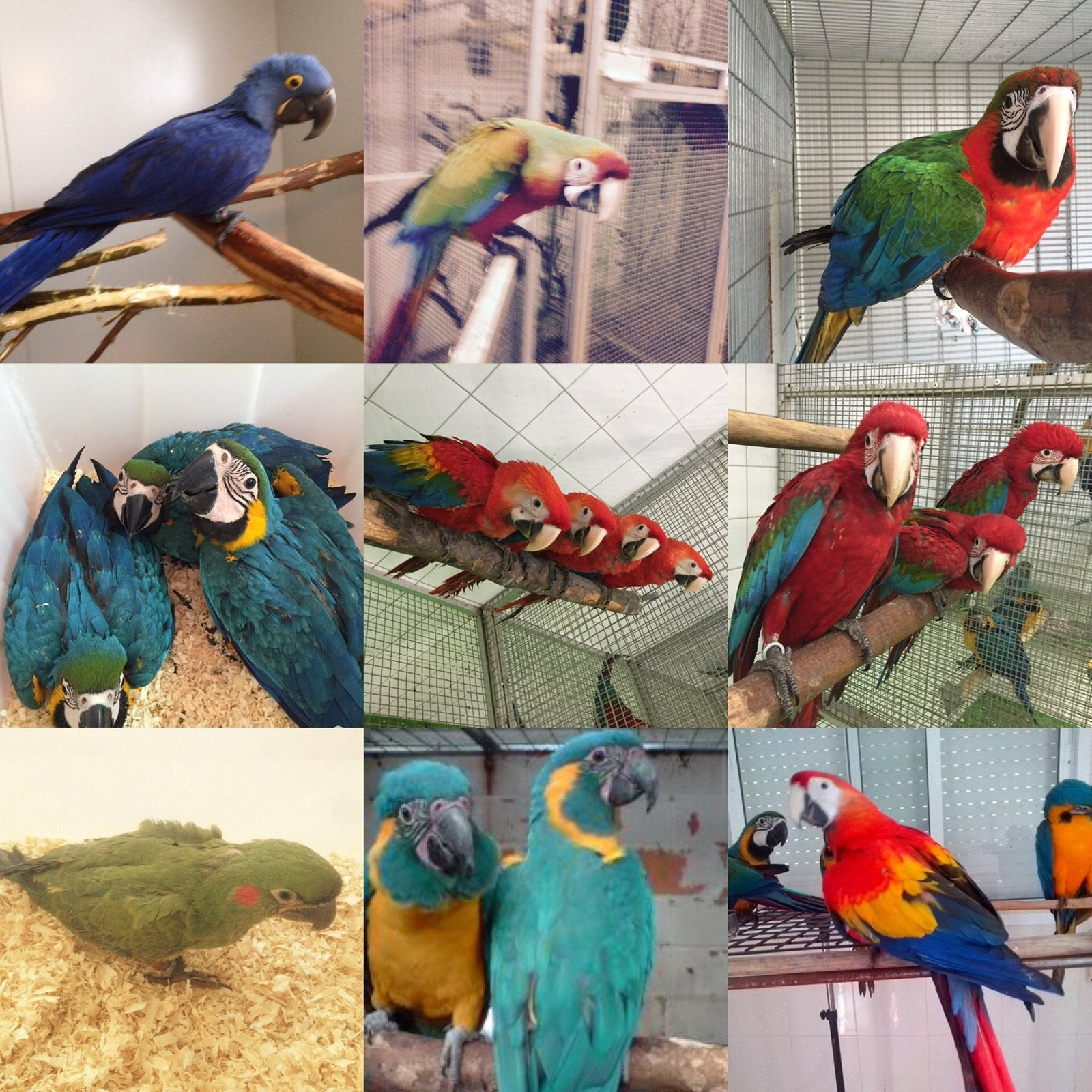 blauw,geel,rood,oranje,paarse,groene aras alleen bij ons