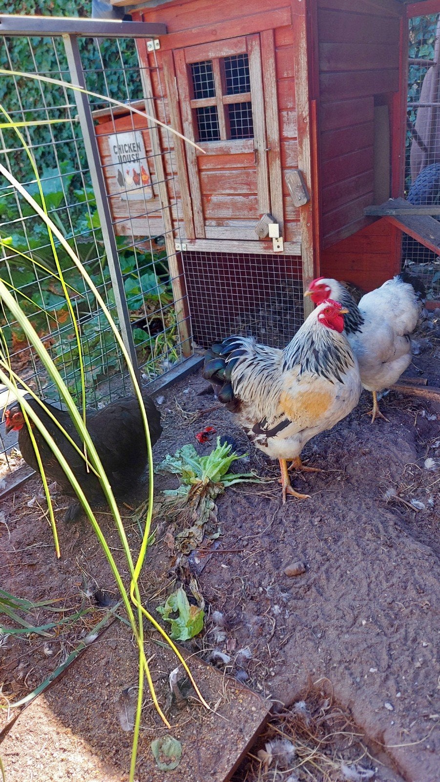 te koop 2 kippen en een haan, Dieren en Toebehoren, Pluimvee, Meerdere dieren, Kip