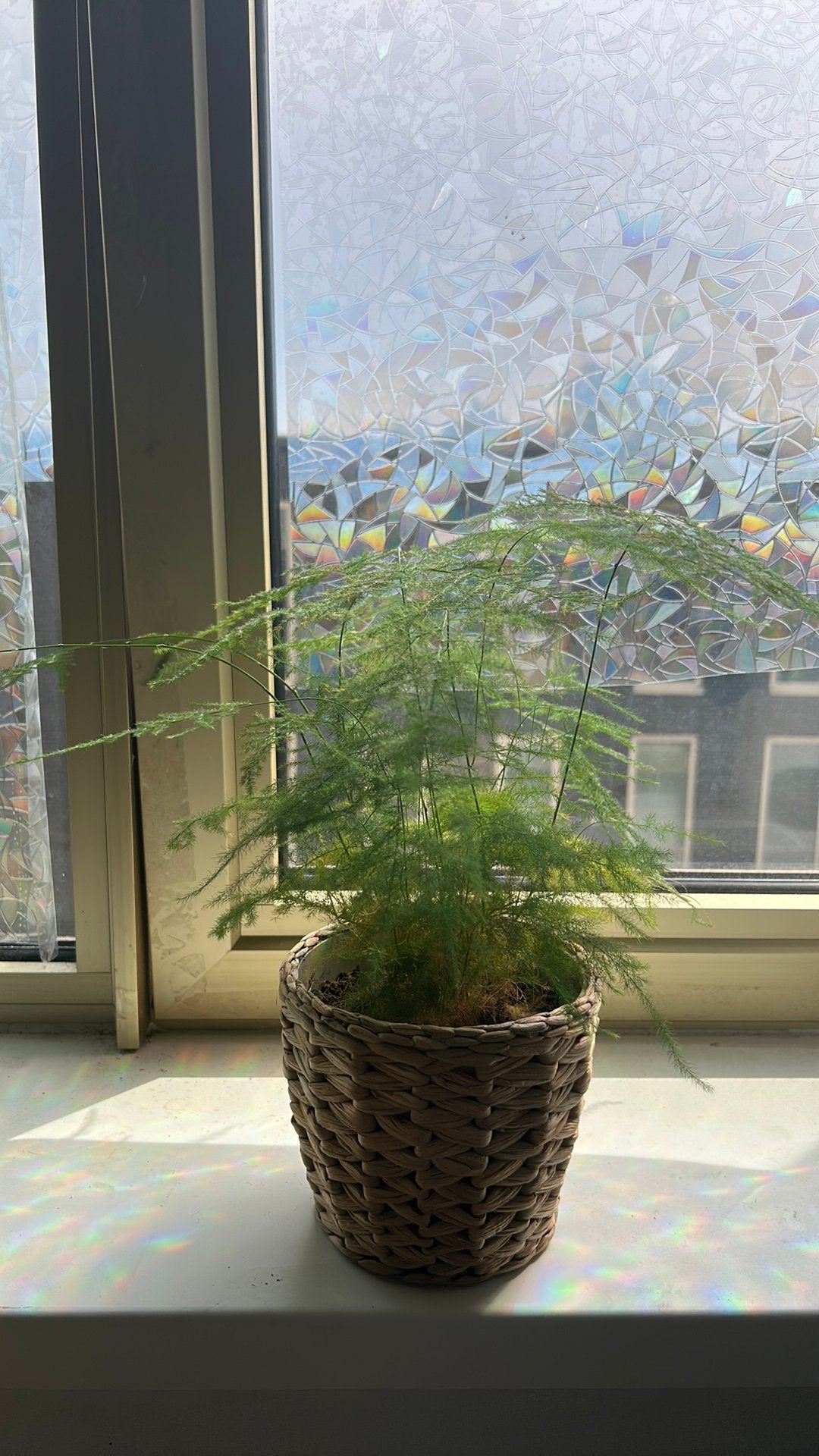 Asparagus fern, Ophalen of Verzenden, Overige soorten, Volle zon