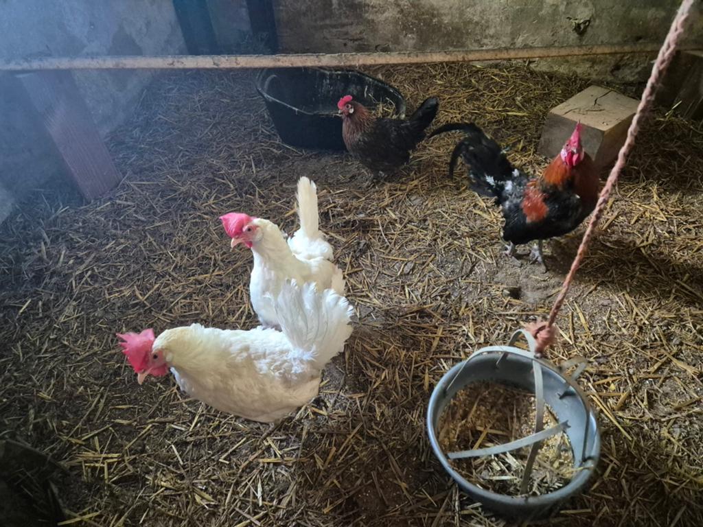 Gratis 3 kippen en 1 haan, Dieren en Toebehoren, Pluimvee, Meerdere dieren, Kip