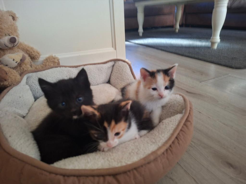 Mooi nestje kittens, Ophalen
