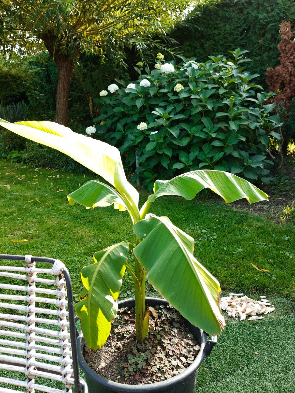 Bananenplanten Musa Basjoo vanaf f 1.20 mtr. €25 per stuk., Tuin en Terras, Ophalen, Overige soorten, Volle zon
