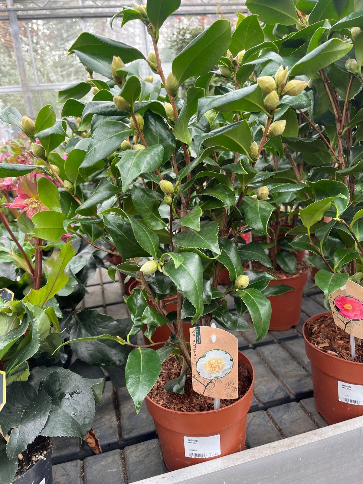 Camellia Jap. 'Brushfield's Yellow' - Prachtige Camelia, Overige soorten, Vaste plant, Ophalen of Verzenden, Halfschaduw