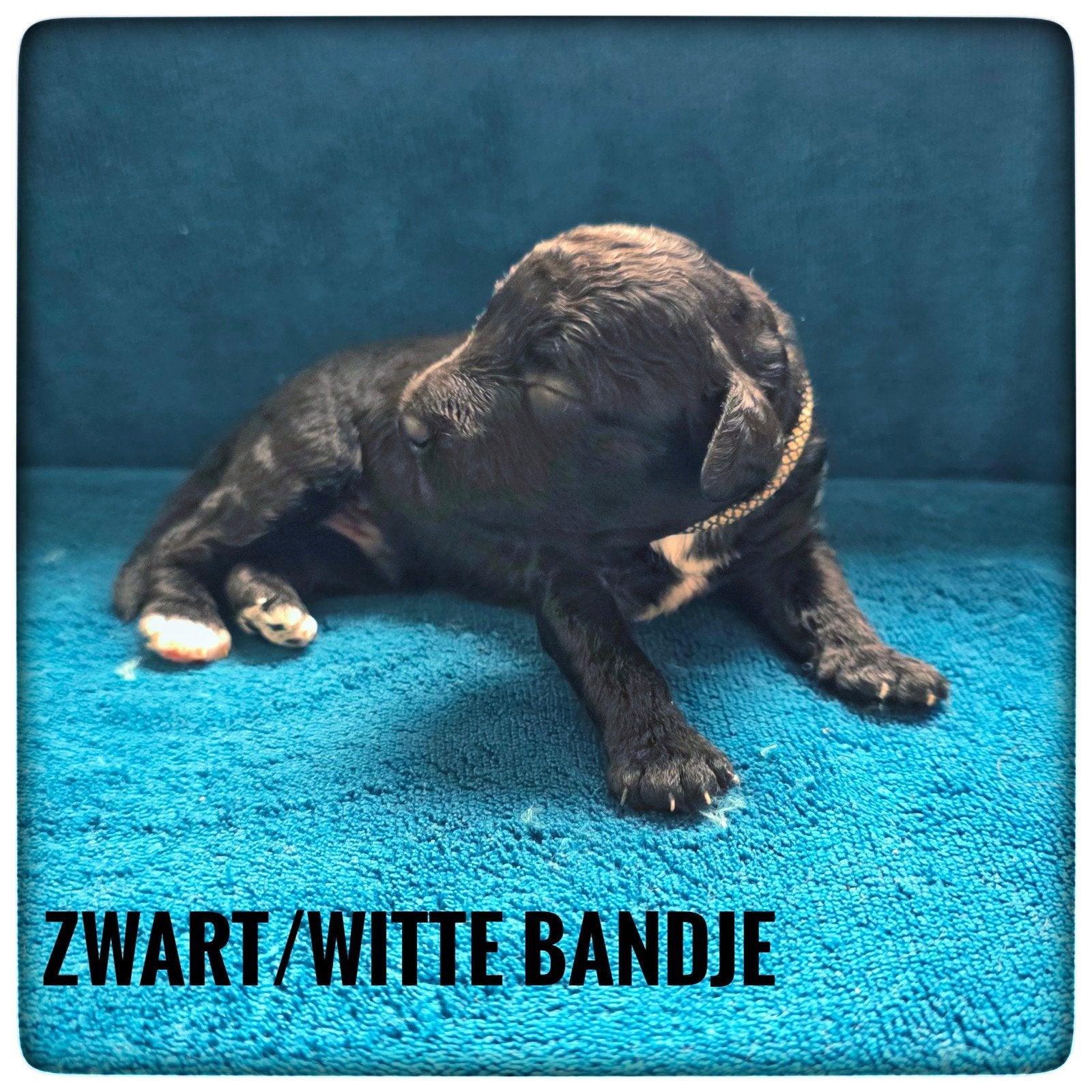 mini labradoodle pups, 8 tot 15 weken, CDV (hondenziekte), Meerdere, Nederland