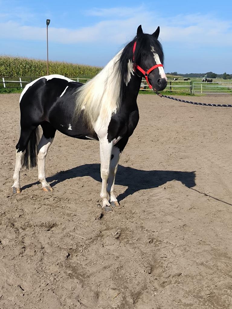 Ter dekking Isaak, Hengst